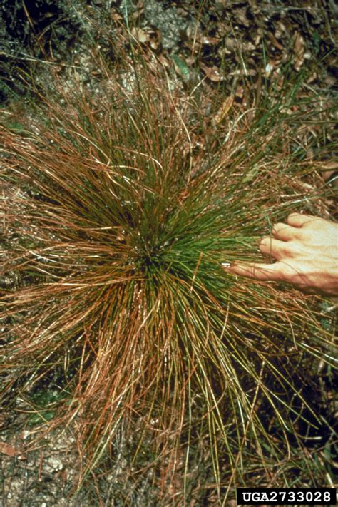 Brown Spot Needle Blight Of Pine Mycosphaerella Dearnessii On Longleaf Pine Pinus Palustris