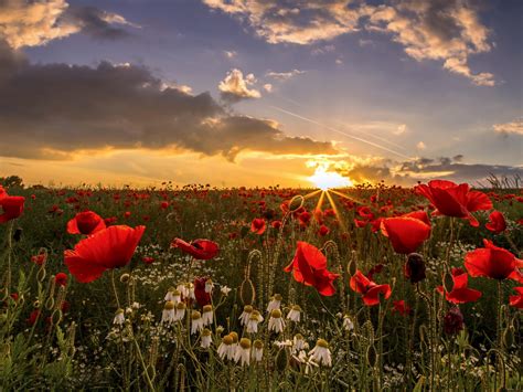 Sunset Field Poppies Wakefield In West Yorkshire Uk