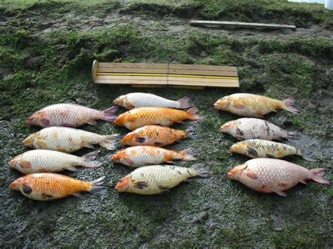 Thirteen of the sixteen koi carp that were removed from a pond on