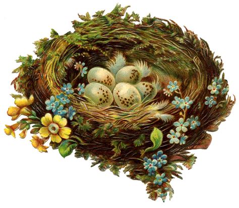 Vintage Graphic Pretty Nest With Eggs And Flowers The Graphics Fairy