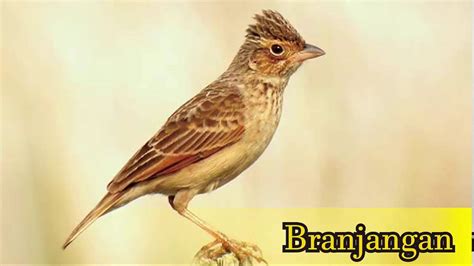 08/03/2009 pukul 09:06 om kicau burung branjangan. Download Gambar Burung Branjangan | Pickini