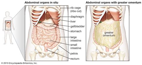 Abdominal Cavity Anatomy Organs Functions Britannica