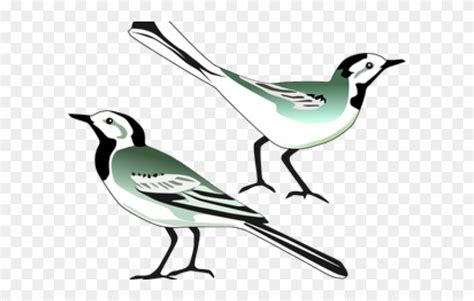 Burung cendrawasih adalah keluarga burung surga terdiri dari 42 species. Gambar Burung Merpati Kartun Hitam Putih - Gambar Burung
