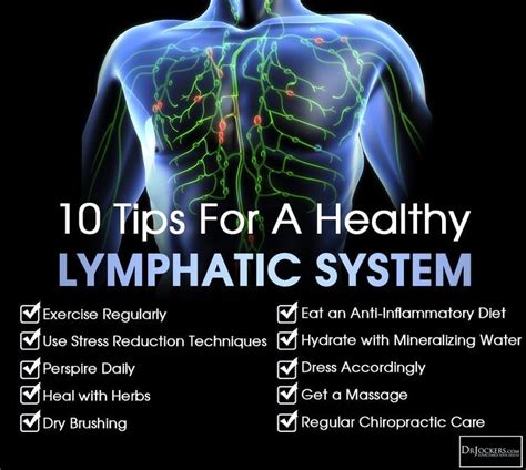 Pin By Julie Marschand On Medical Healthy Lymphatic System Lymphatic