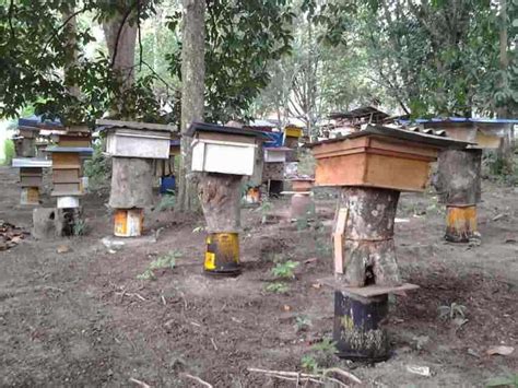 Madu adalah sesuatu yang tidak asing lagi samada di malaysia atau di pasaran antarabangsa. DIZAN FOREST: MADU KELULUT