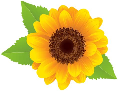 Sunflower Png Clipart Image