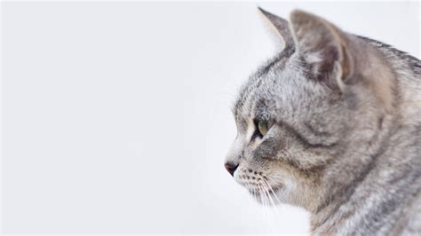The Reason Cats Can Move Their Ears Our Funny Little Site