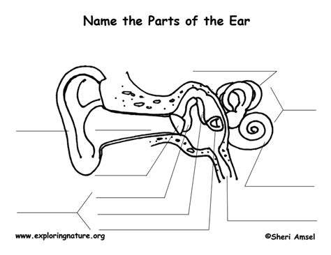 Parts of the Ear – Fill In the Blank