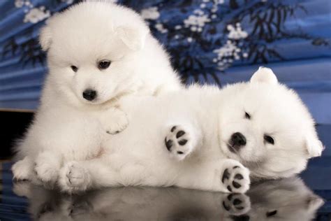 Japanese Spitz review. Negative, neutral and positive reviews