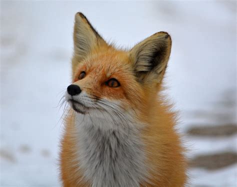 Wallpaper Id 1048895 Arctic Fox Animals Fox 1080p Free Download