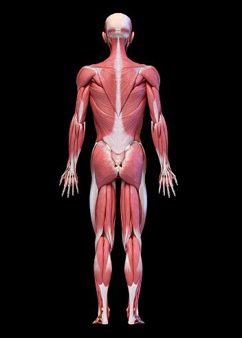 Then, dropping her robe, she eases her body down, penetrating the water until she is. Human Body Full Figure Male Muscular System Rear View Stock Photo - Download Image Now - iStock