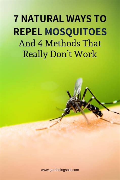 7 Natural Ways To Repel Mosquitoes Gardening Soul