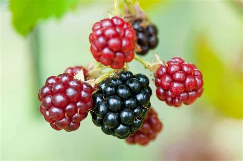 Best Berries To Grow In Your Garden Old Farmers Almanac