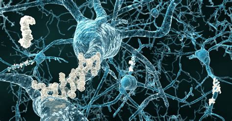 Aducanumab is a human monoclonal antibody that has been studied for the treatment of alzheimer's disease.1 it for faster navigation, this iframe is preloading the wikiwand page for aducanumab. Harvard Researchers Uncover Mechanisms of Genetic ...