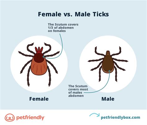4 Common Types Of Ticks On Dogs And What To Expect