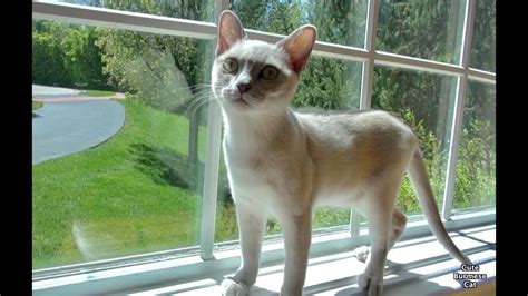 Cute Funny Cat Moments With Luna Platinum Burmese Cat