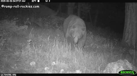 May 06, 2021 · deer will eat your poinsettias, so if you put them outside make sure the deer cannot reach them. Lion, Coyote, and Bears Eat Dwindling Deer Carcass - YouTube