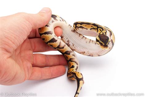 Out Of Africa Ball Pythons Outback Reptiles