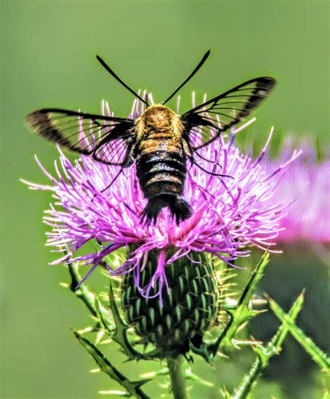 Its A Beautiful Hummingbird Moth Looks Like A Bee With Wings Like A