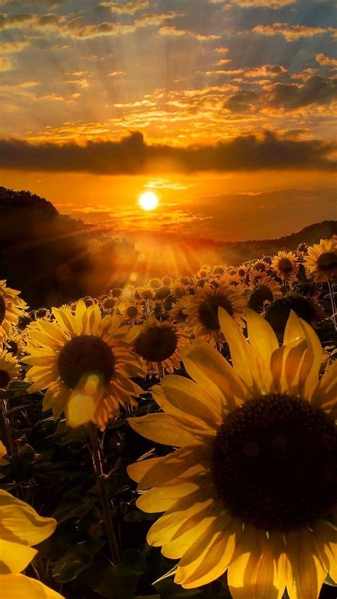 İphone Sunflower Wallpaper En