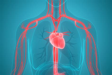 The Cardiovascular System The Circulatory System Tw