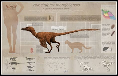 Velociraptor By Chrismasna On Deviantart