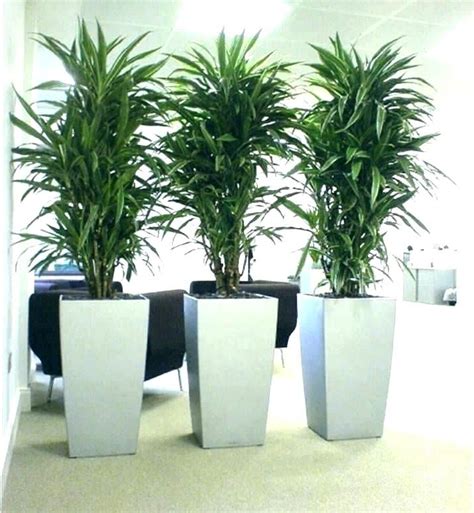 Office Plants No Sunlight Plants For Your Office That Grow With Tall