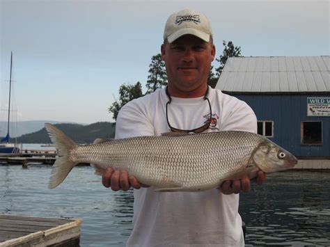An Update On The Whitefish Bite At Flathead Montana Hunting And
