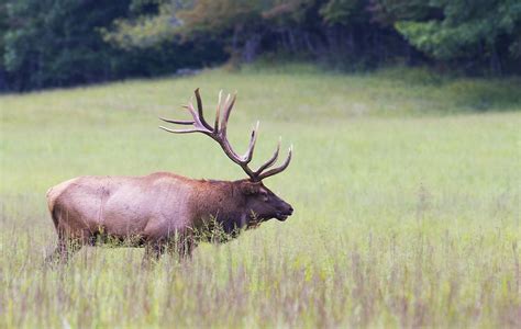 Win Yourself A Free Guided Bull Elk Hunt On Fort Sill