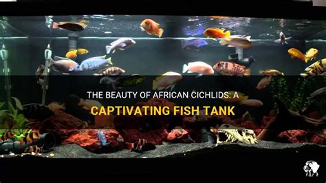 The Beauty Of African Cichlids A Captivating Fish Tank Petshun