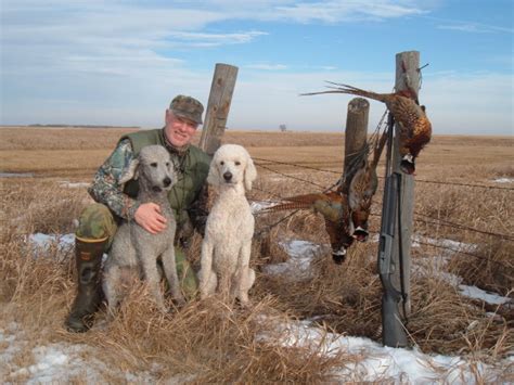 Are Poodles Good Hunting Dogs
