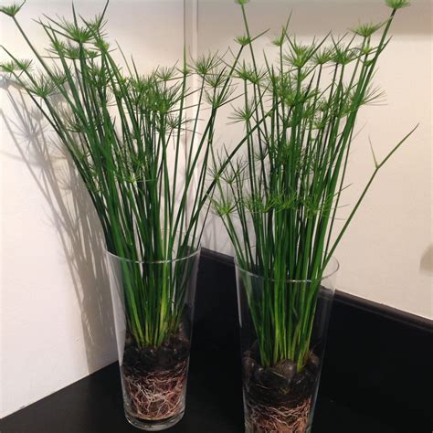 Plantes en pot d'intérieur : tentez l'originalité avec Fleurodet | Pot