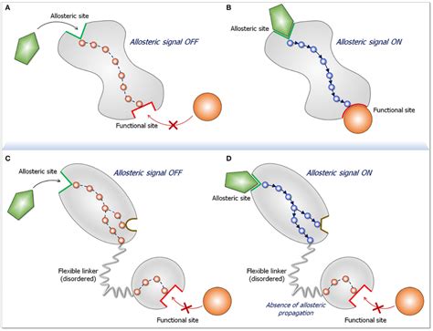 Schematic Diagram For An Allosteric Propagation Pathway And Its Absence