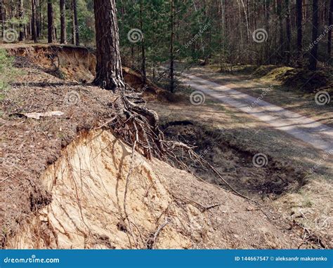 Soil Erosion In A Pine Forest On The Hills Stock Image Image Of