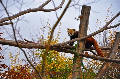 Red Panda In Autumn Stock Photo Image Of Bamboo Wildlife 17857532