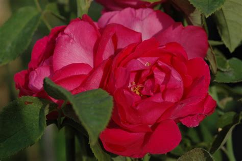 American Beauty Rose Online Kaufen Bei Schmid Gartenpflanzen