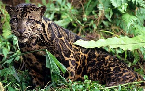 6 Hewan Di Kalimantan Timur Yang Semuanya Nyaris Punah