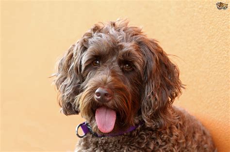 Choosing The Right Mixed Breed Or Hybrid Dog For You