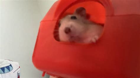 Staring Hamster Youtube
