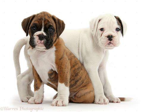 Dogs Two Boxer Puppies Together Photo Wp36051