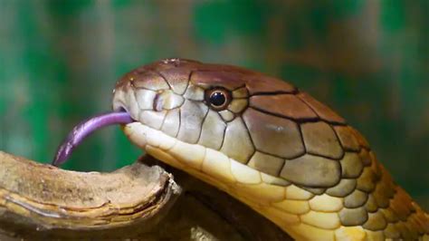 King Cobra Facts For Kids What Do King Cobras Eat