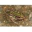 Zoom Presentation Rediscovering The Southern Leopard Frog  South Fork