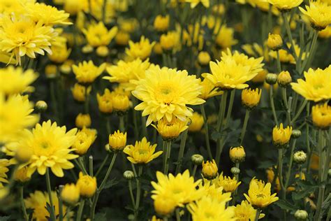 Yellow Chrysanthemums Flowers Longfellows Greenhouses