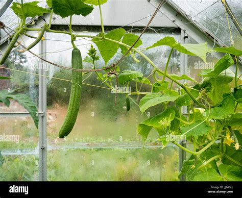 Cucumber Plants Growing In A Domestic Or Home Garden Greenhouse Stock