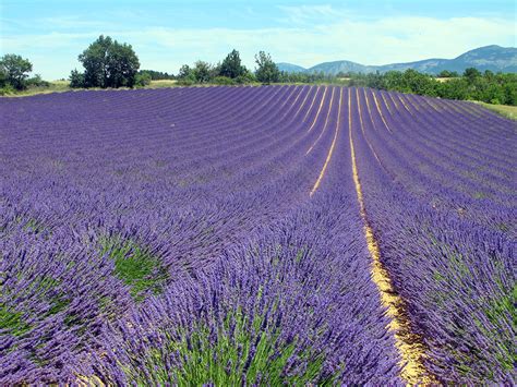 32+ nett bilder italien haus kaufen / italien diese dorfer verkaufen noch immer hauser fur einen euro stern de : Reise zur Lavendelbluete in die Haute Provence 2022 fuer ...
