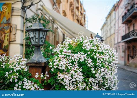 Flowers On The Streets Of Lviv Stock Photo Image Of Cafe Beautiful