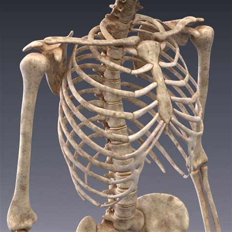 Human Anatomy Animated Skeleton And Internal Organs 3d Model