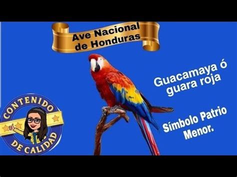 Simbolos Patrios De Honduras Guacamaya My Xxx Hot Girl