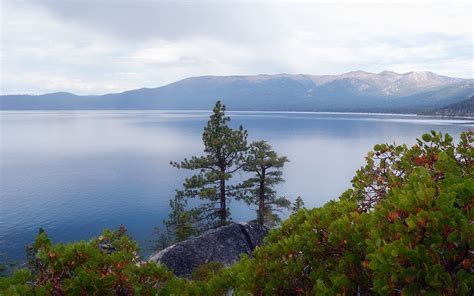 Wallpaper Lake Tahoe Nevada Usa Trees Plants 2560x1600