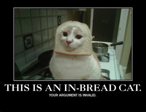 Image 243064 Cat Breading Know Your Meme